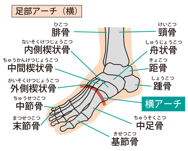 足部アーチ