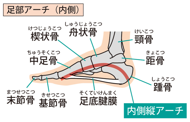 足部アーチ